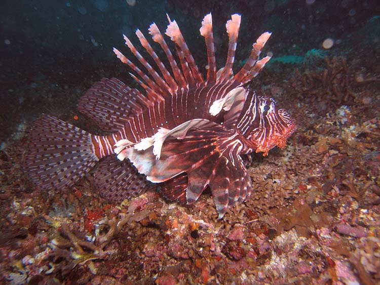 Lionfish (Pazifik Feuerfisch - Pterois volitans) in Monad Shoal