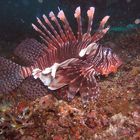 Lionfish (Pazifik Feuerfisch - Pterois volitans) in Monad Shoal