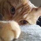 User Profile Photo