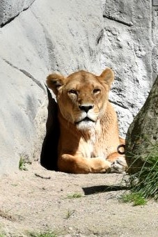 lion_imBlick