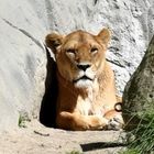 lion_imBlick