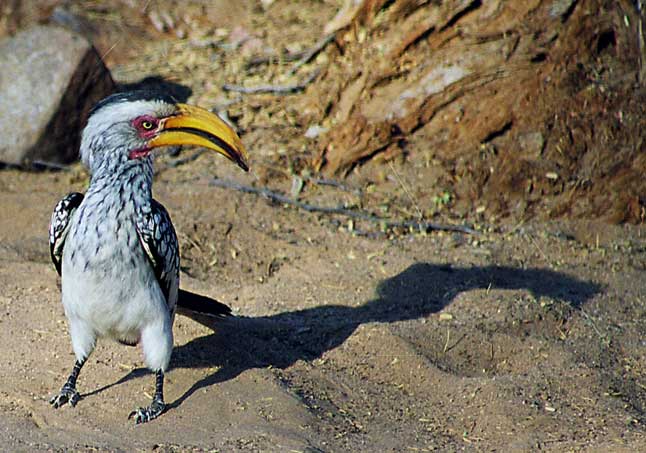 LionKing Vögel