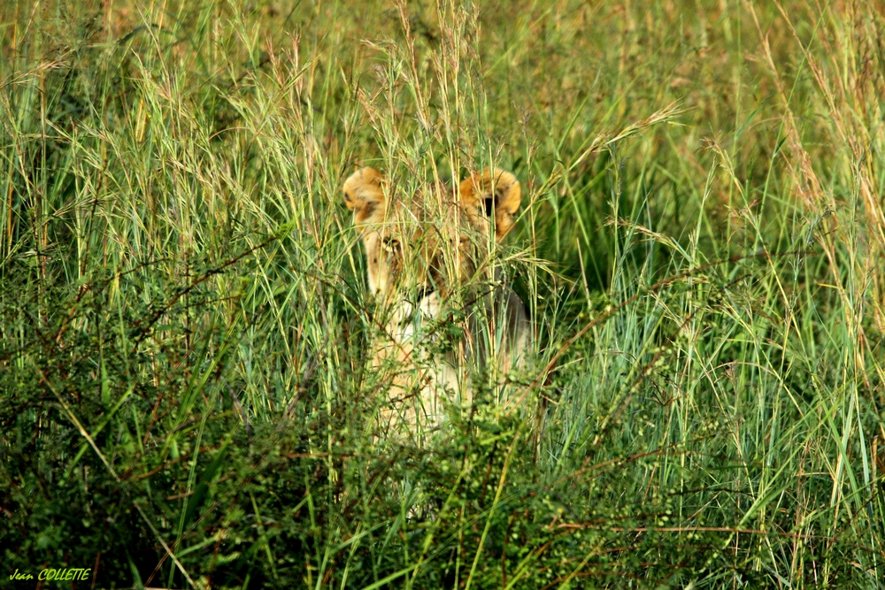 Lionne à l'affût