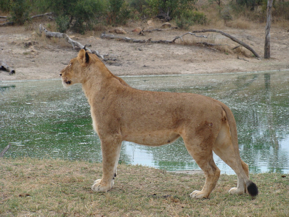 Lionne aux aguets