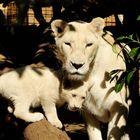 Lionne blanche et son petit de 3 mois