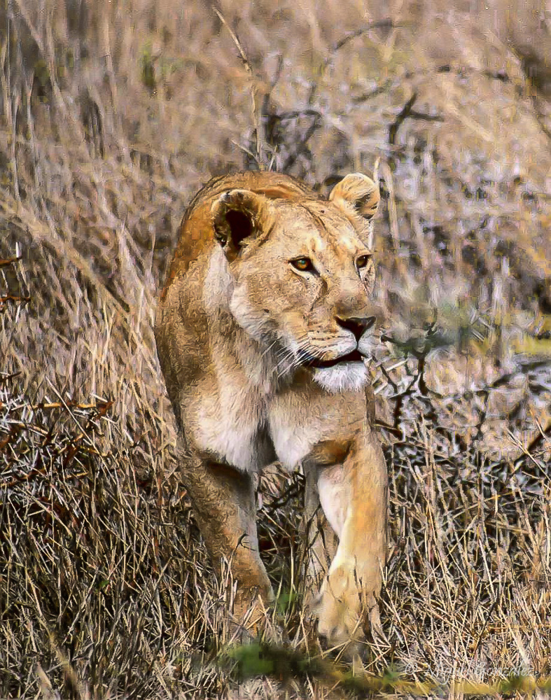 Lionne en chasse