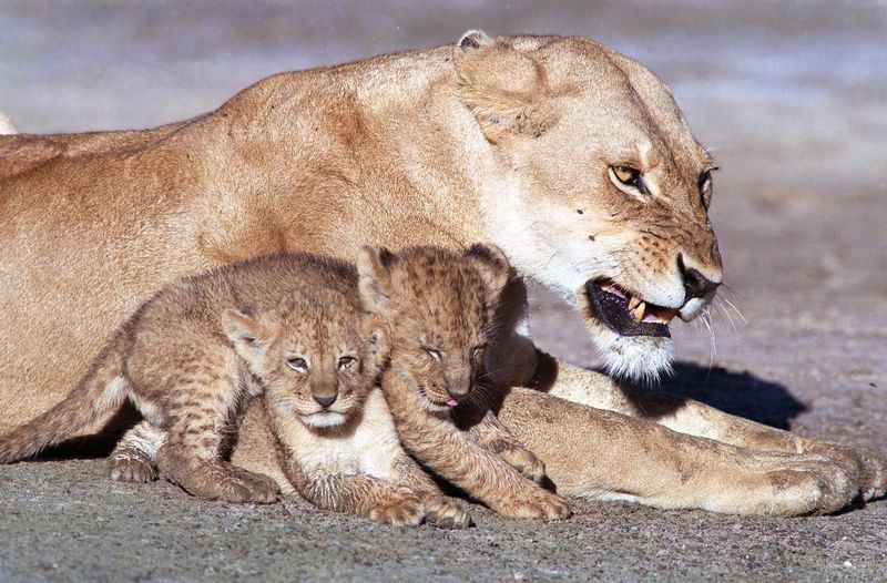 LIONNE ET LIONCEAUX