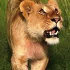 Lionne (Lioness) - Masai Mara / Kenya - Something in the air !