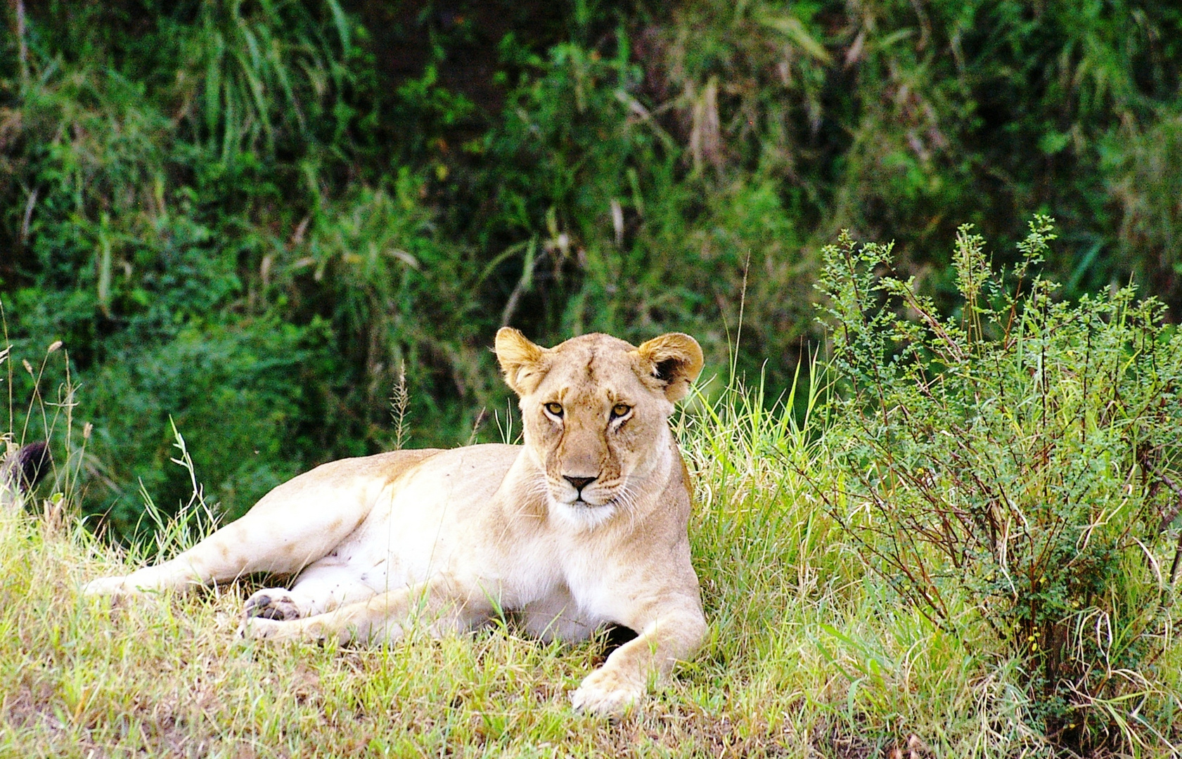 Lionne, Masaï Mara, Kenya