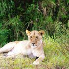 Lionne, Masaï Mara, Kenya