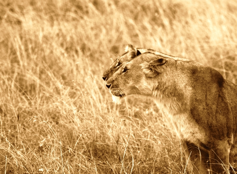 Lionnes (Lioness) - Masai Mara / Kenya - Sepia - Double regard ! (Recadré suite conseil Michel 54)