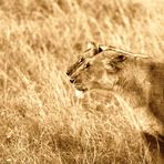 Lionnes (Lioness) - Masai Mara / Kenya - Sepia - Double regard ! (Recadré suite conseil Michel 54)