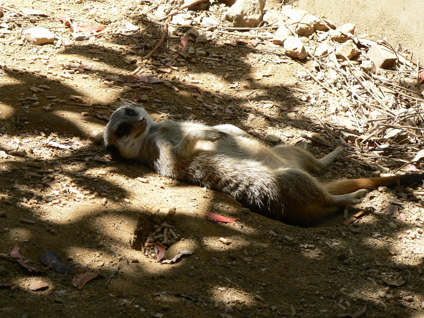 Lionpark Januar 2008