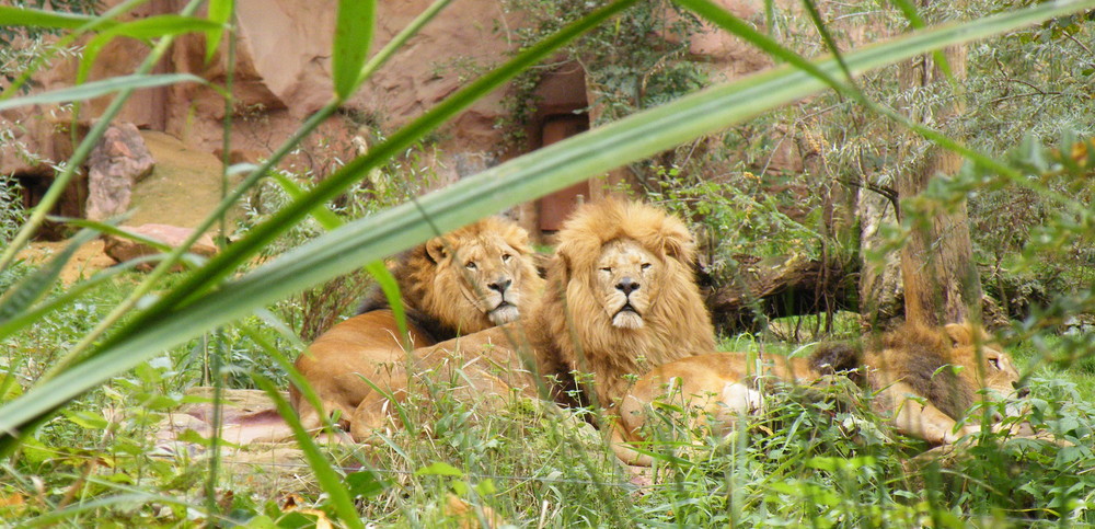 Lions