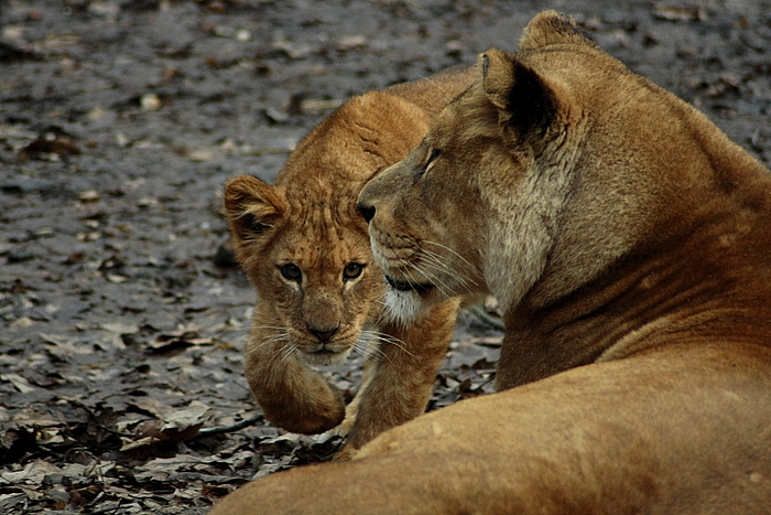 Lions