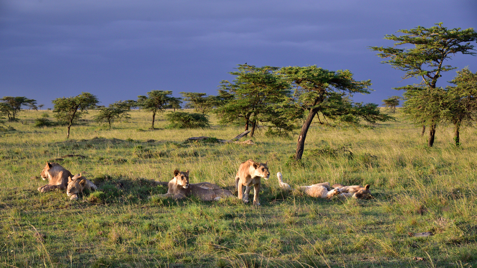 Lions adorning the landscape