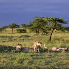 Lions adorning the landscape