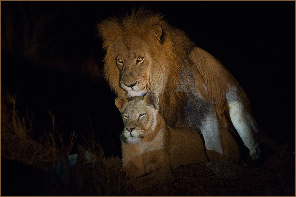 Lions at night ...