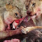 Lions breakfast snack