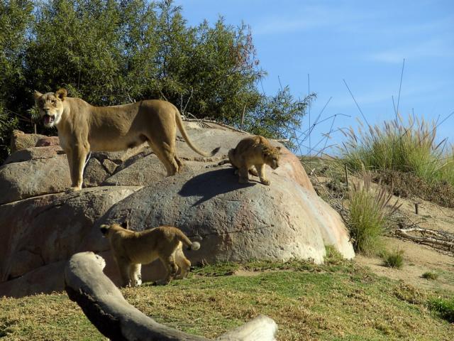 Lions