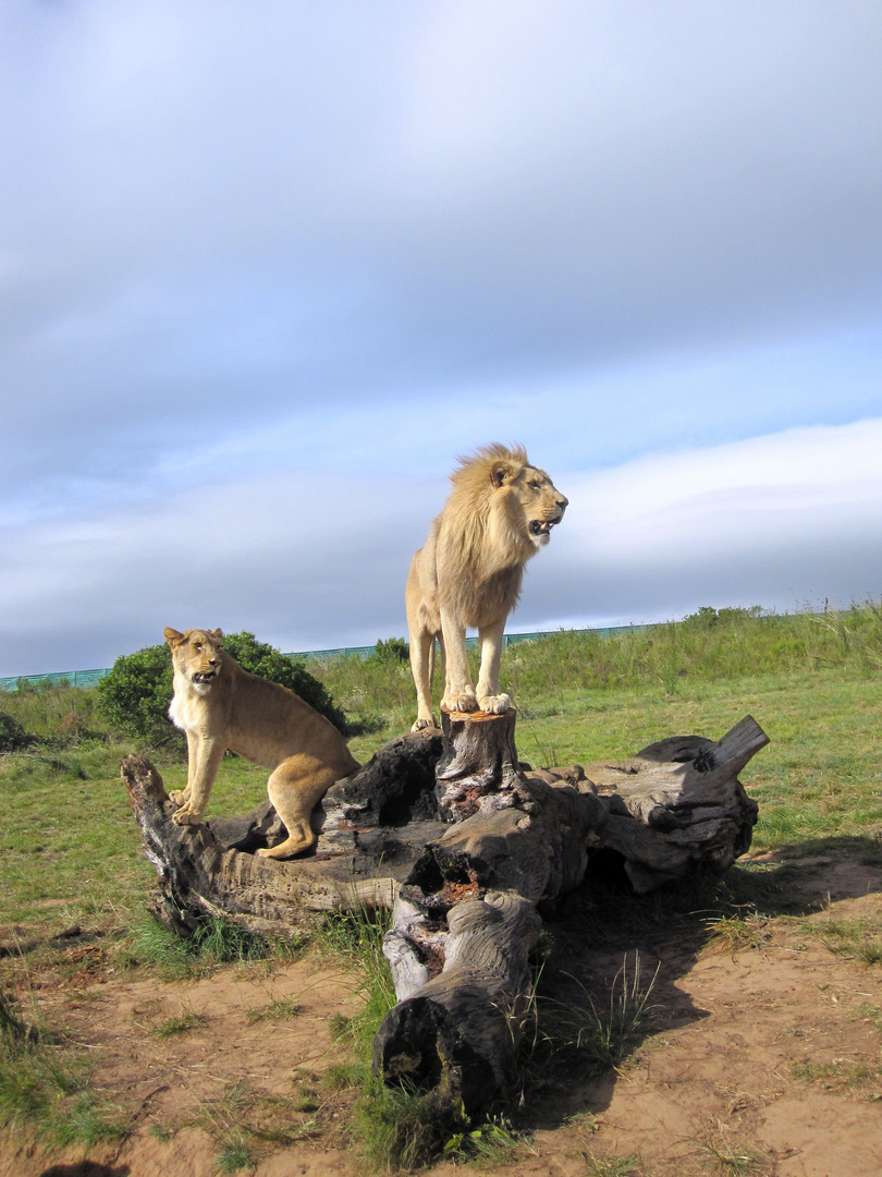 Lions Conference