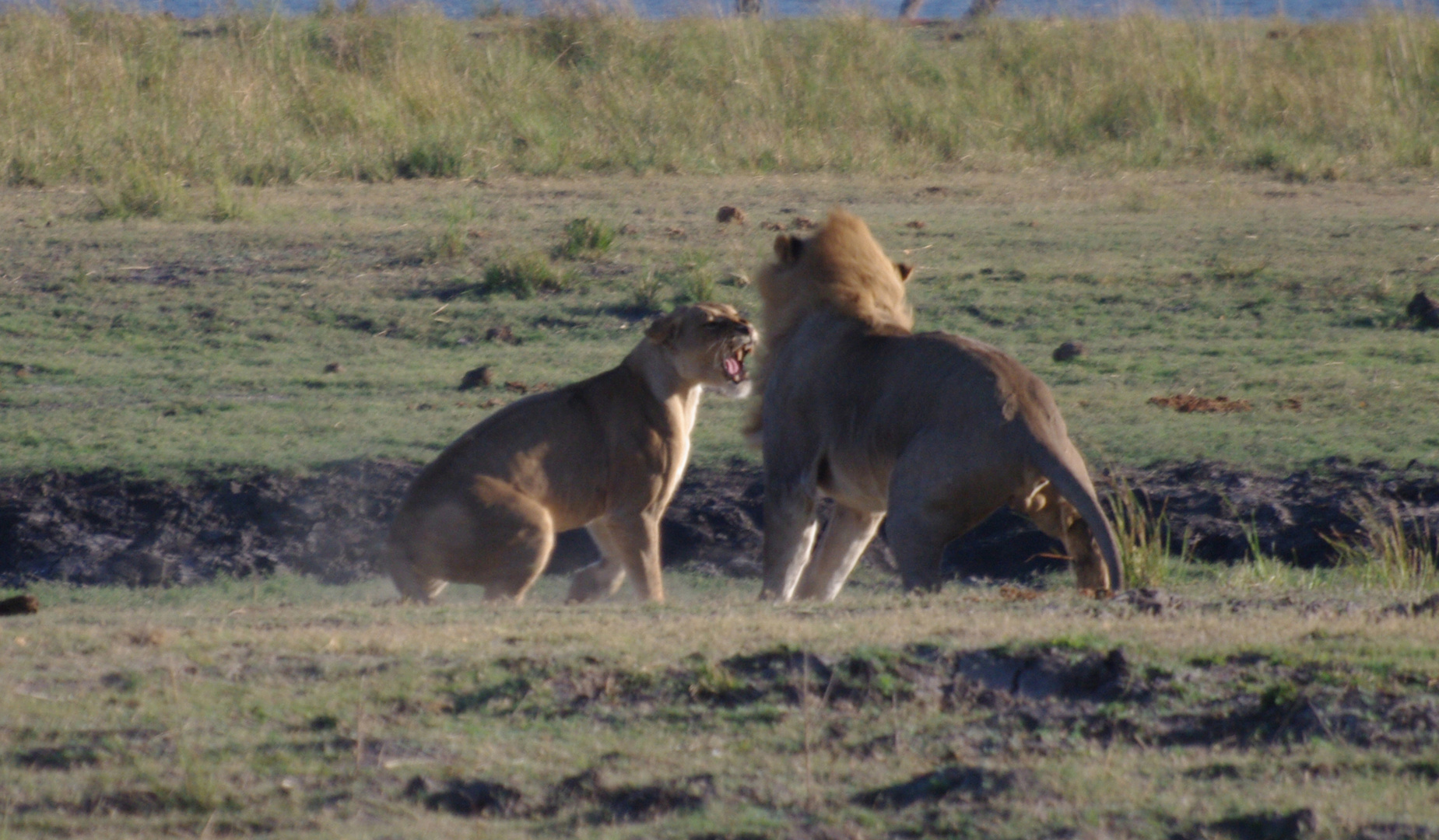 Lion's couple