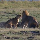 Lion's couple