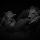 Lions