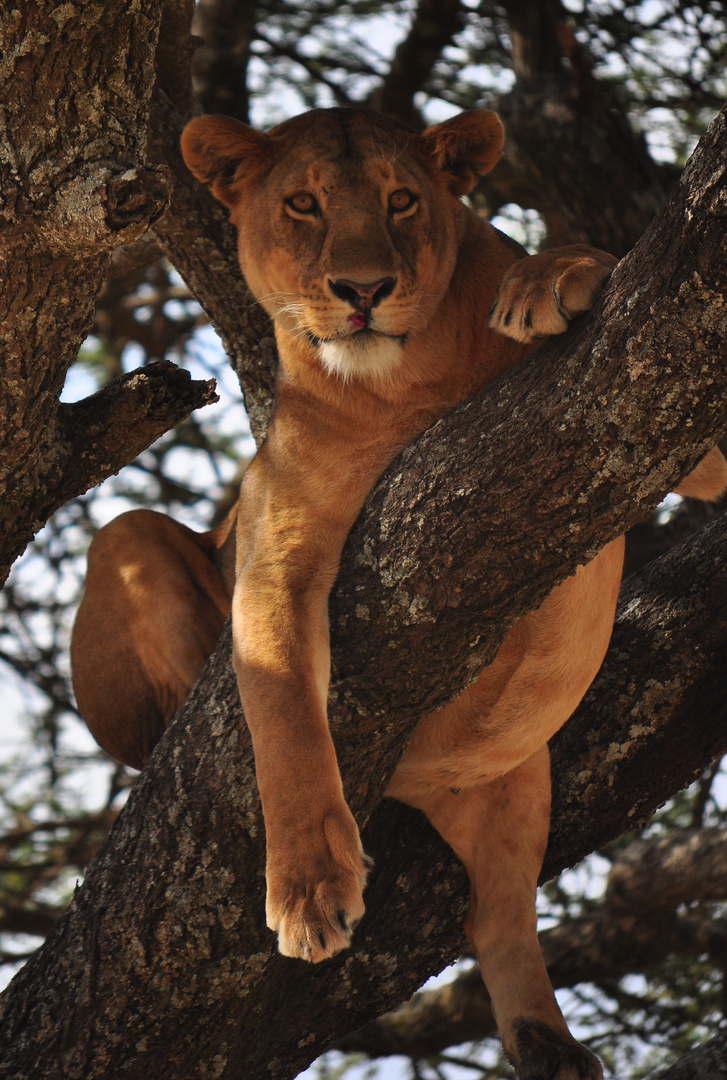 lions don't climb tree