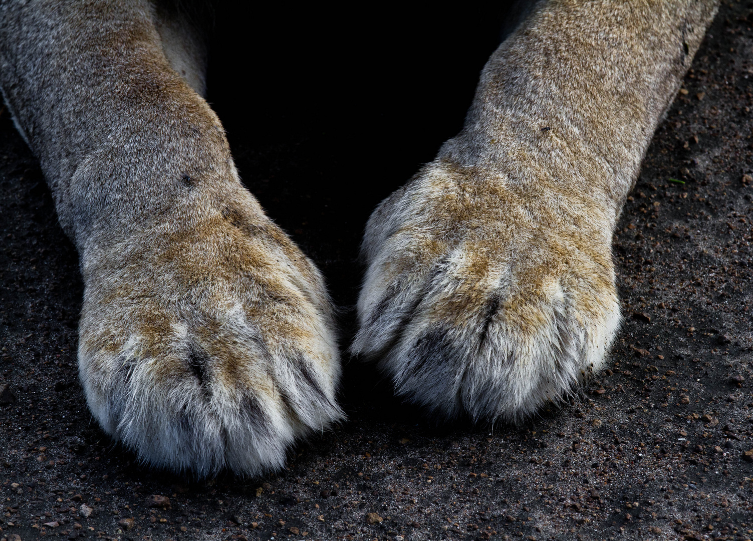 Lion's fingers,Tanzania