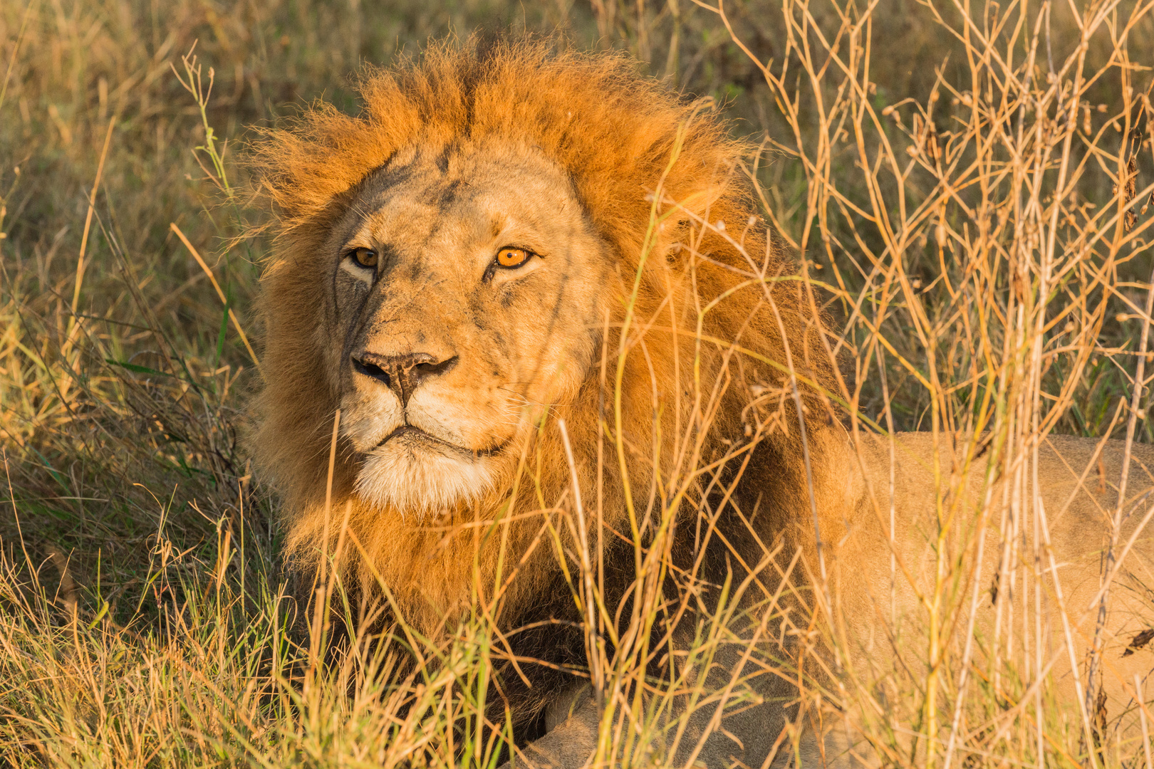 Lions from Xakanaxa