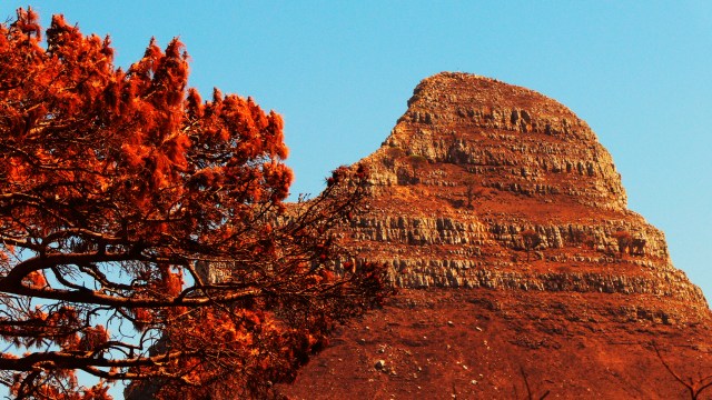 Lion's Head Capetown