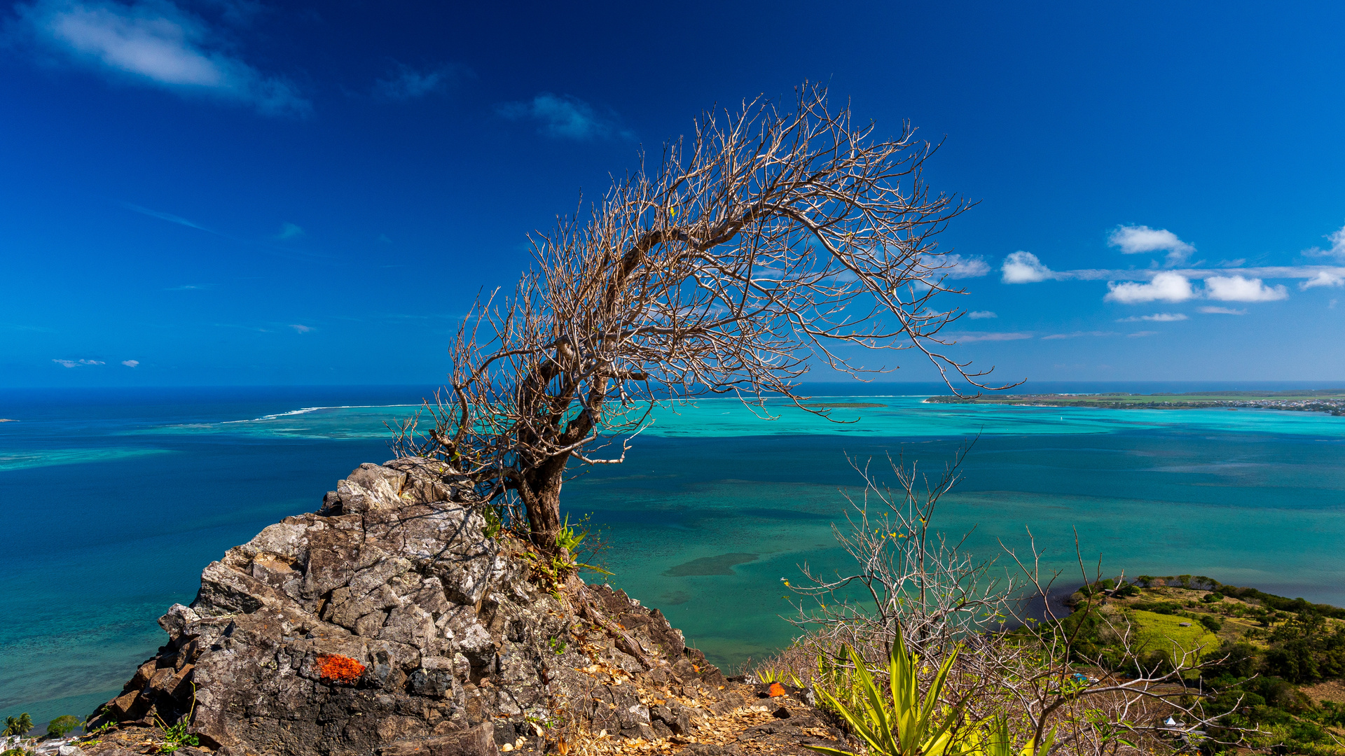 Lions Head, Mauritius