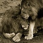 Lion's hug