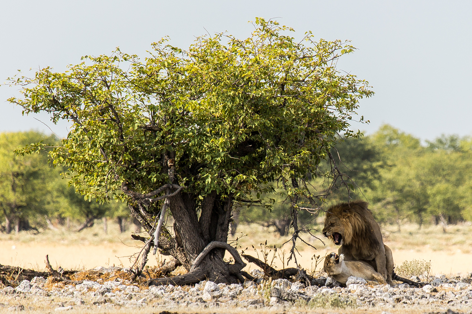 Lions in Heat