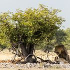 Lions in Heat