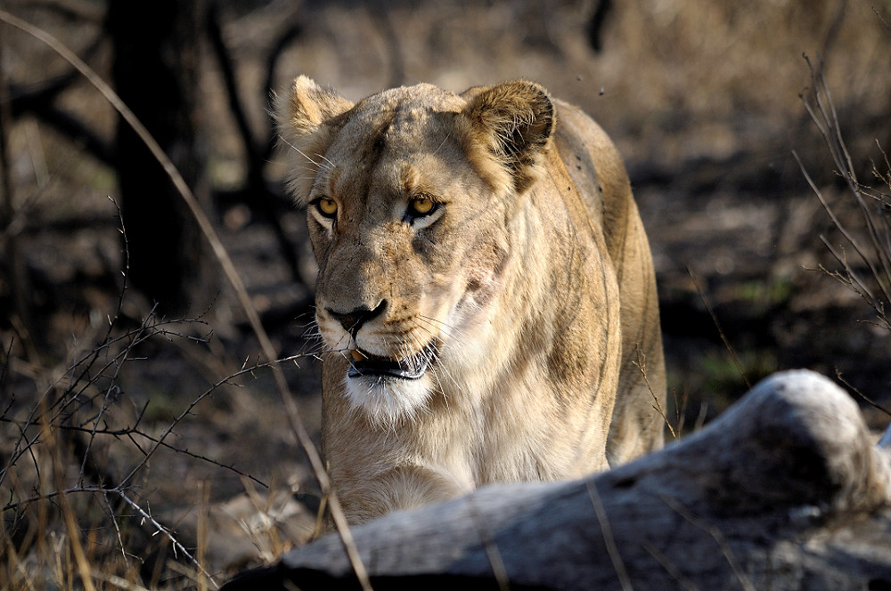 Lions in Kruger