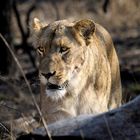 Lions in Kruger