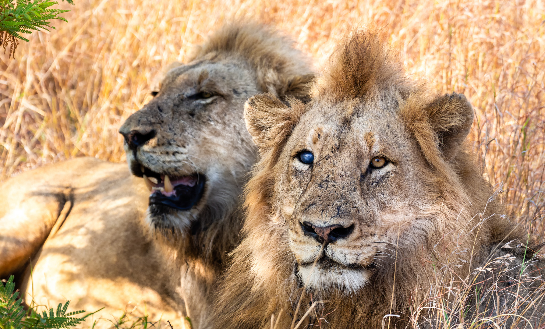 Lions in Kruger Park