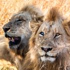 Lions in Kruger Park
