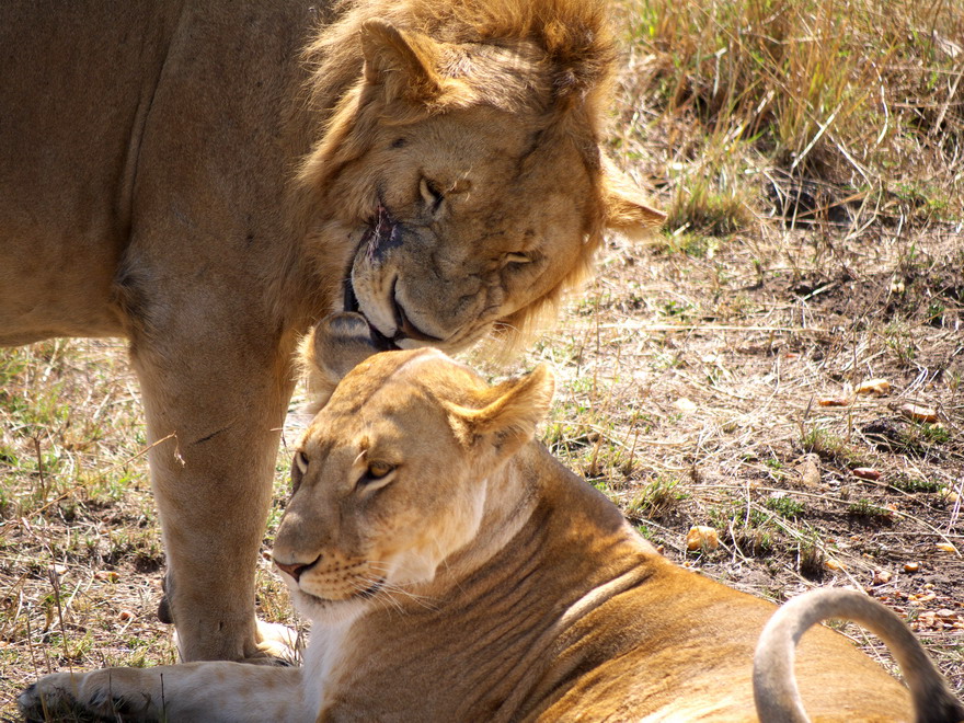 lions in love 2