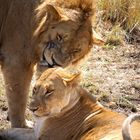 lions in love 2
