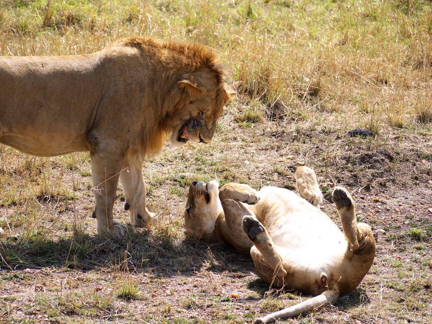 lions in love 3