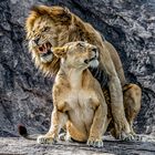 Lions in Love