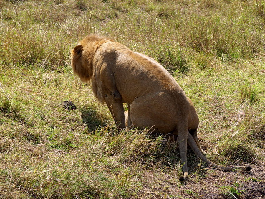 lions in love 5