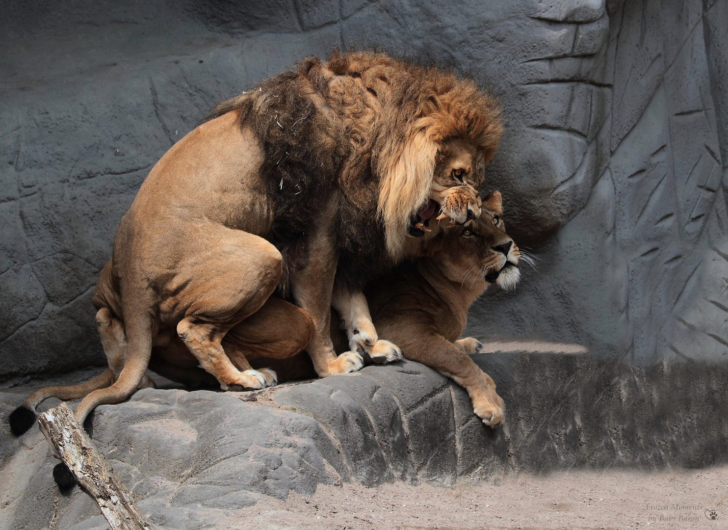 LIONS IN LOVE