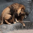 LIONS IN LOVE