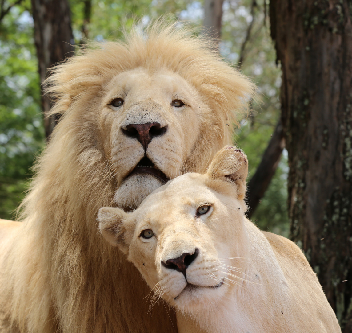 Lions in Love Foto & Bild africa, southern africa, south africa