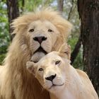 Lions in Love