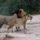 Lions in love (edited)